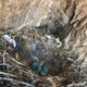 RIP, raven babies.